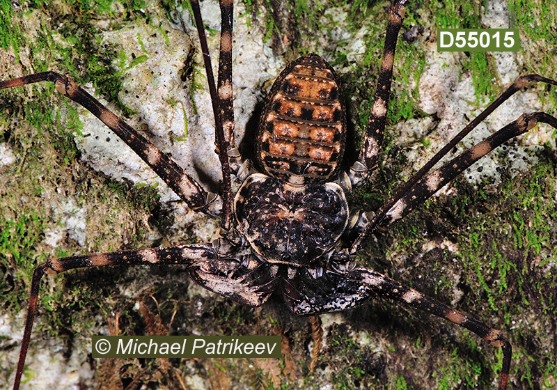 Phrynus longipes (Phrynidae, Amblypygi)